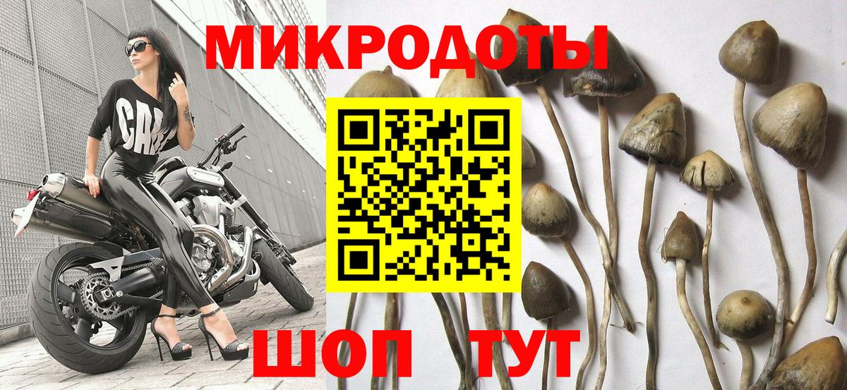 Псилоцибиновые грибы Psilocybine cubensis Заречный